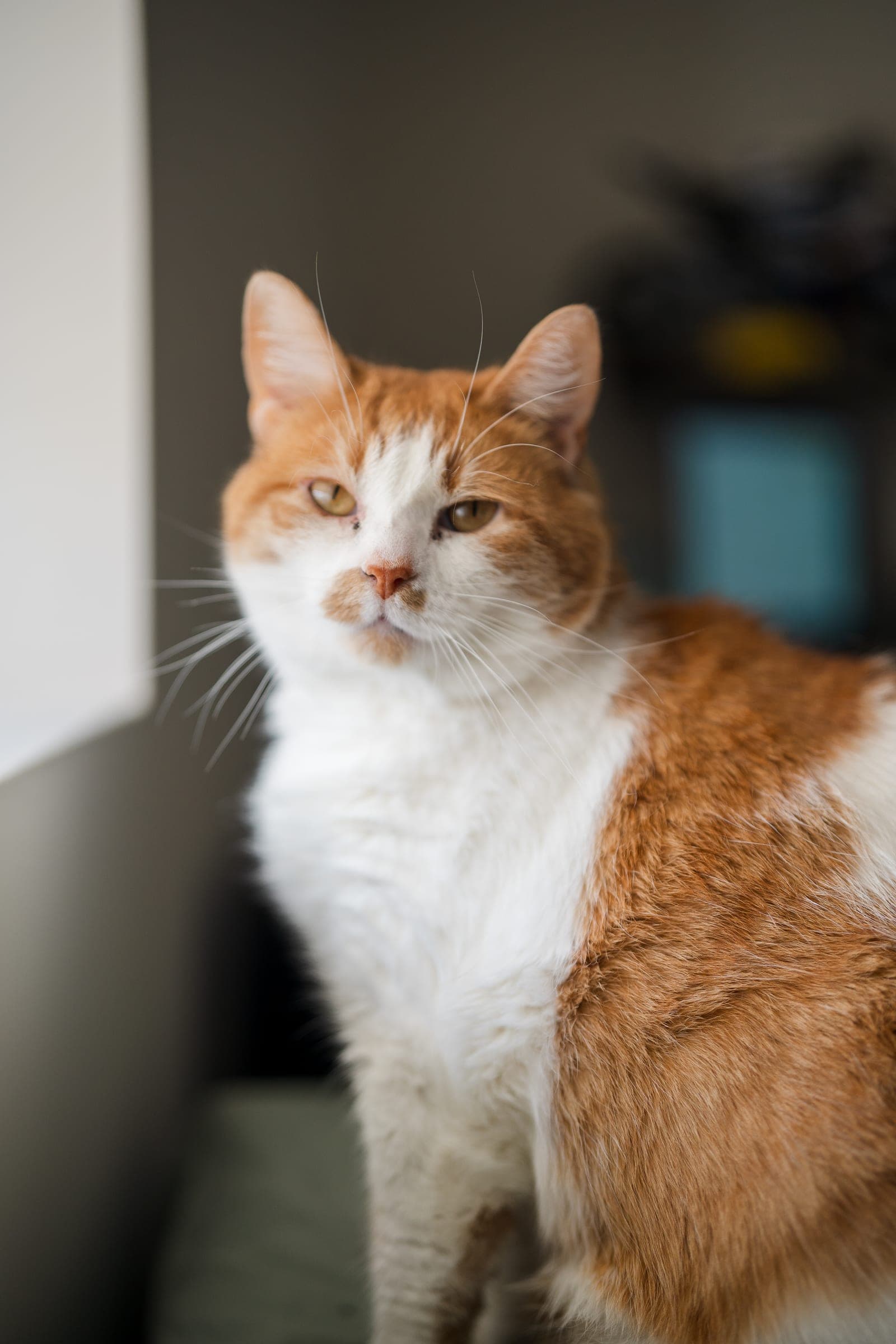 Close portrait of an orange and white cat looking into the camera