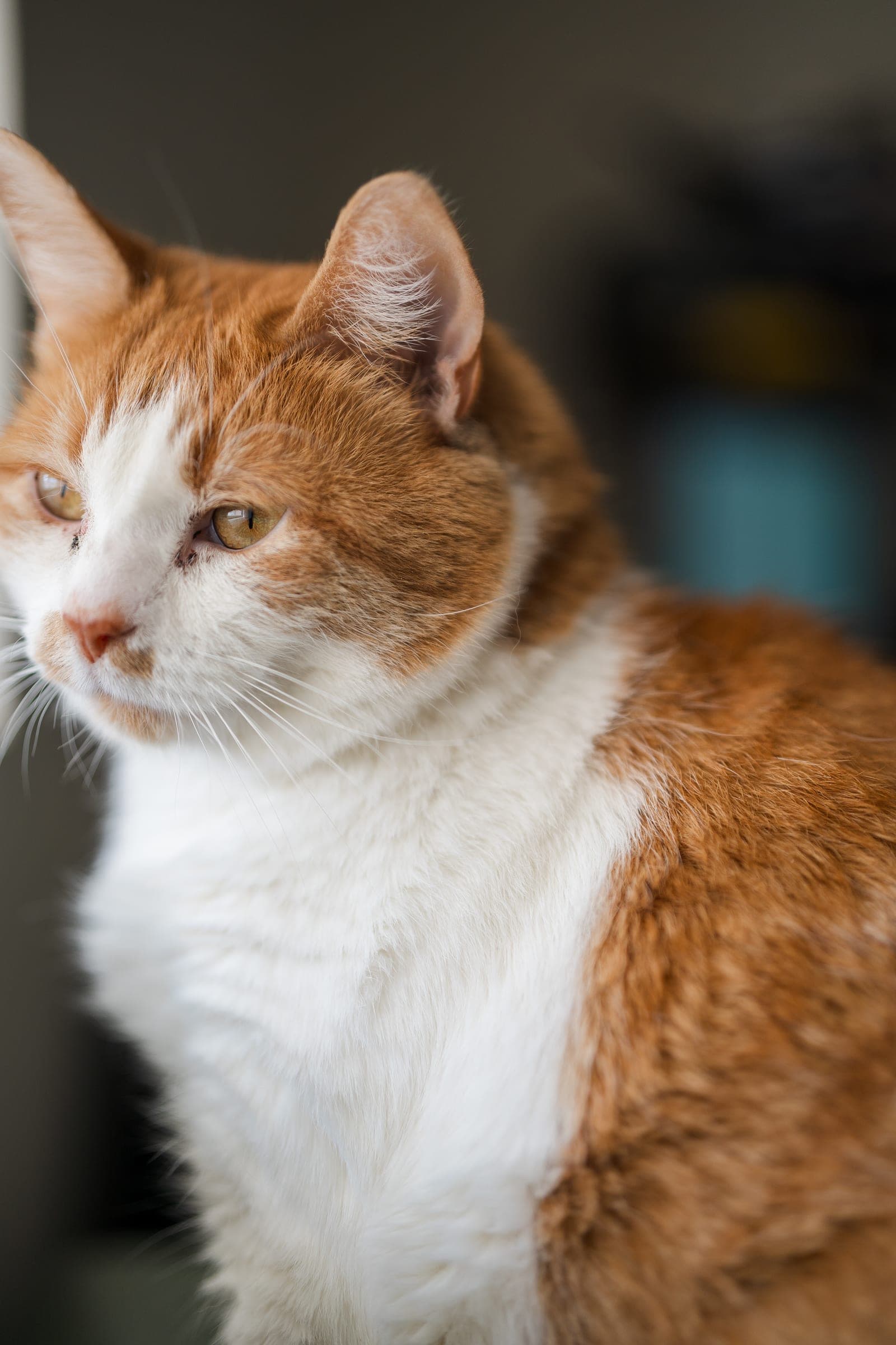 Profile portrait of an orange and white cat looking off-camera