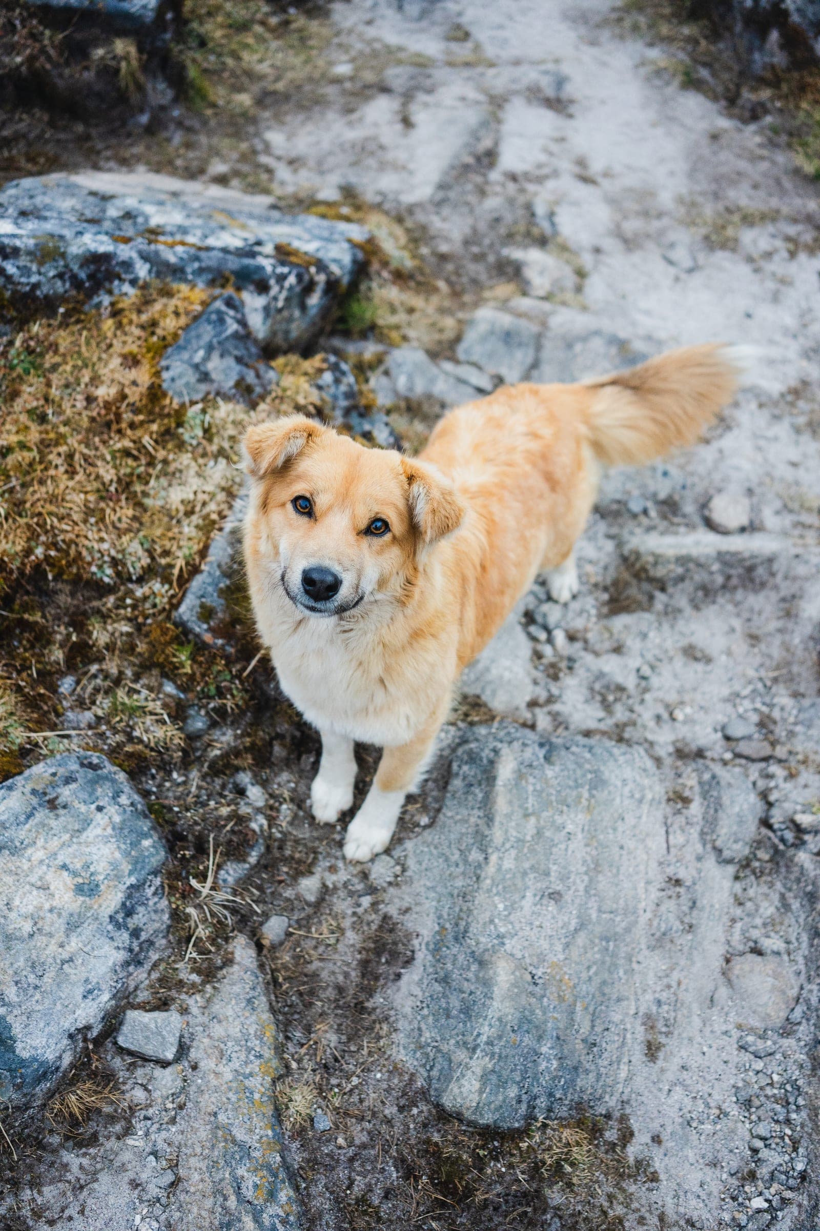 A golden trail dog looking up from a rocky mountain path