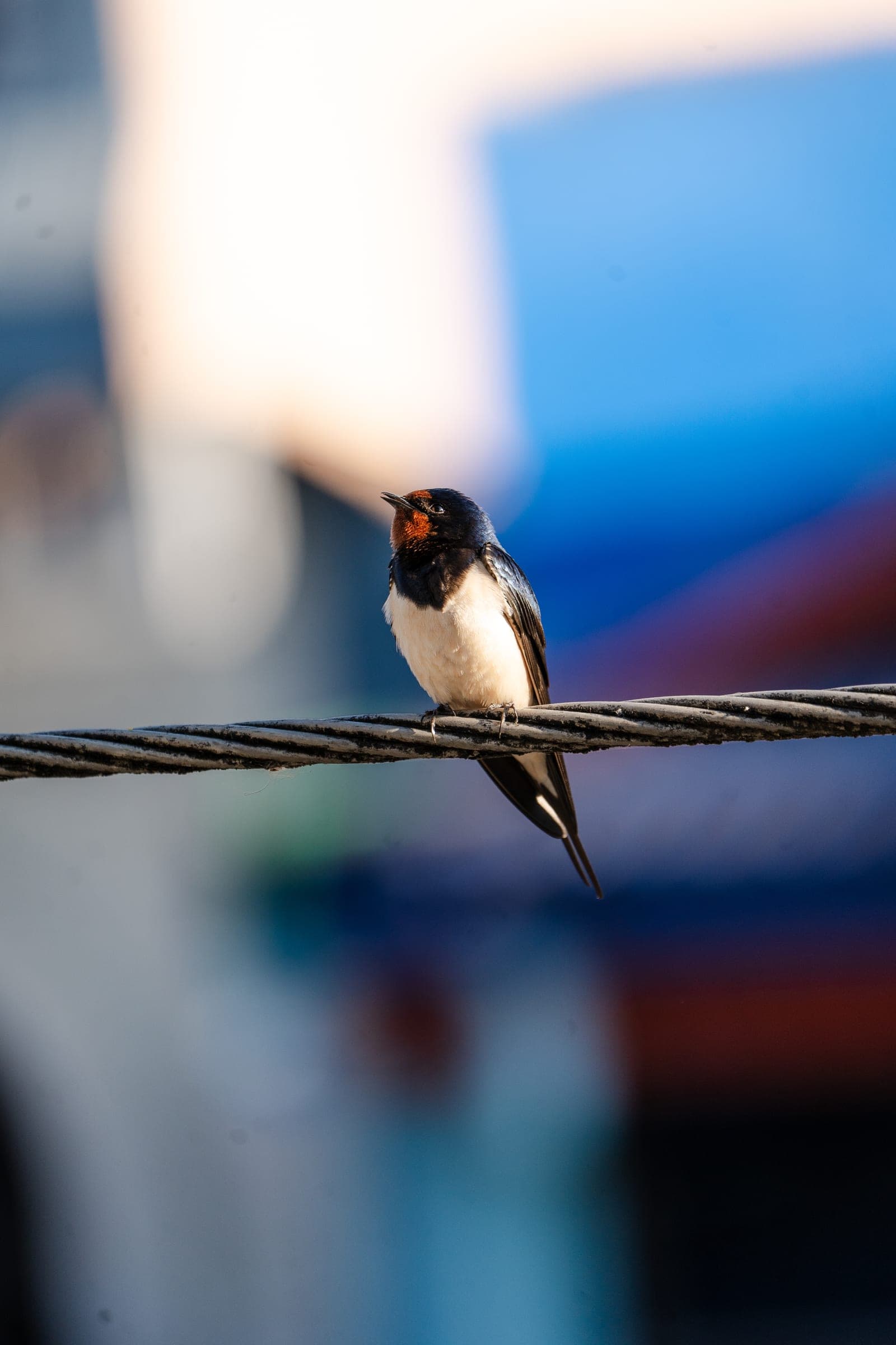 A barn swallow perched on a thick braided wire against a soft blue background