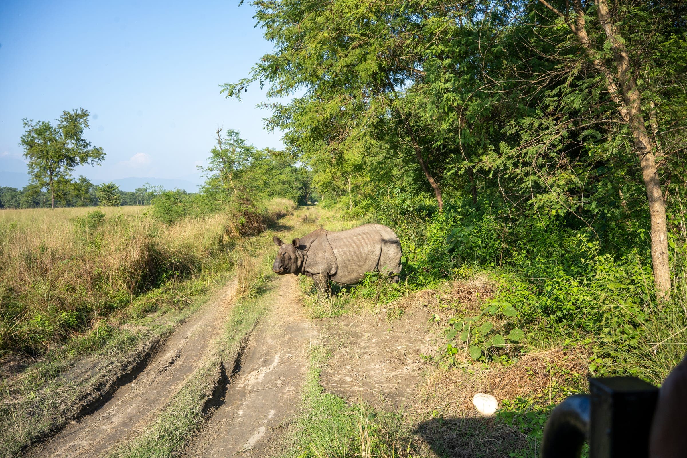 A one-horned rhinoceros standing at the edge of a dirt track in tall grass