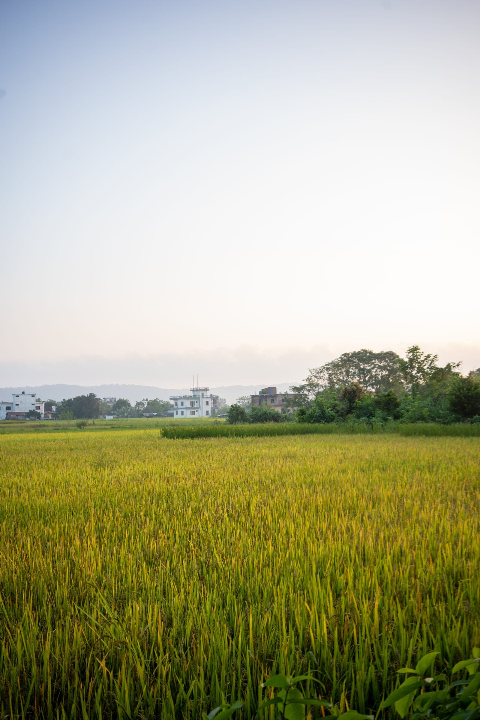 A golden-green rice field stretching toward white houses and hazy hills