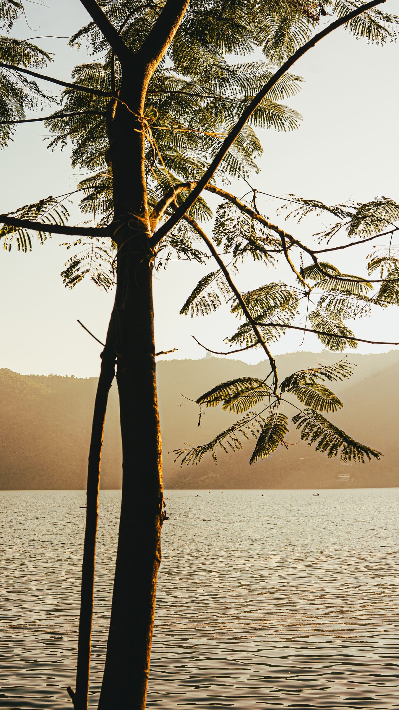 A silhouetted tree framing a golden lake and hazy mountains at sunset
