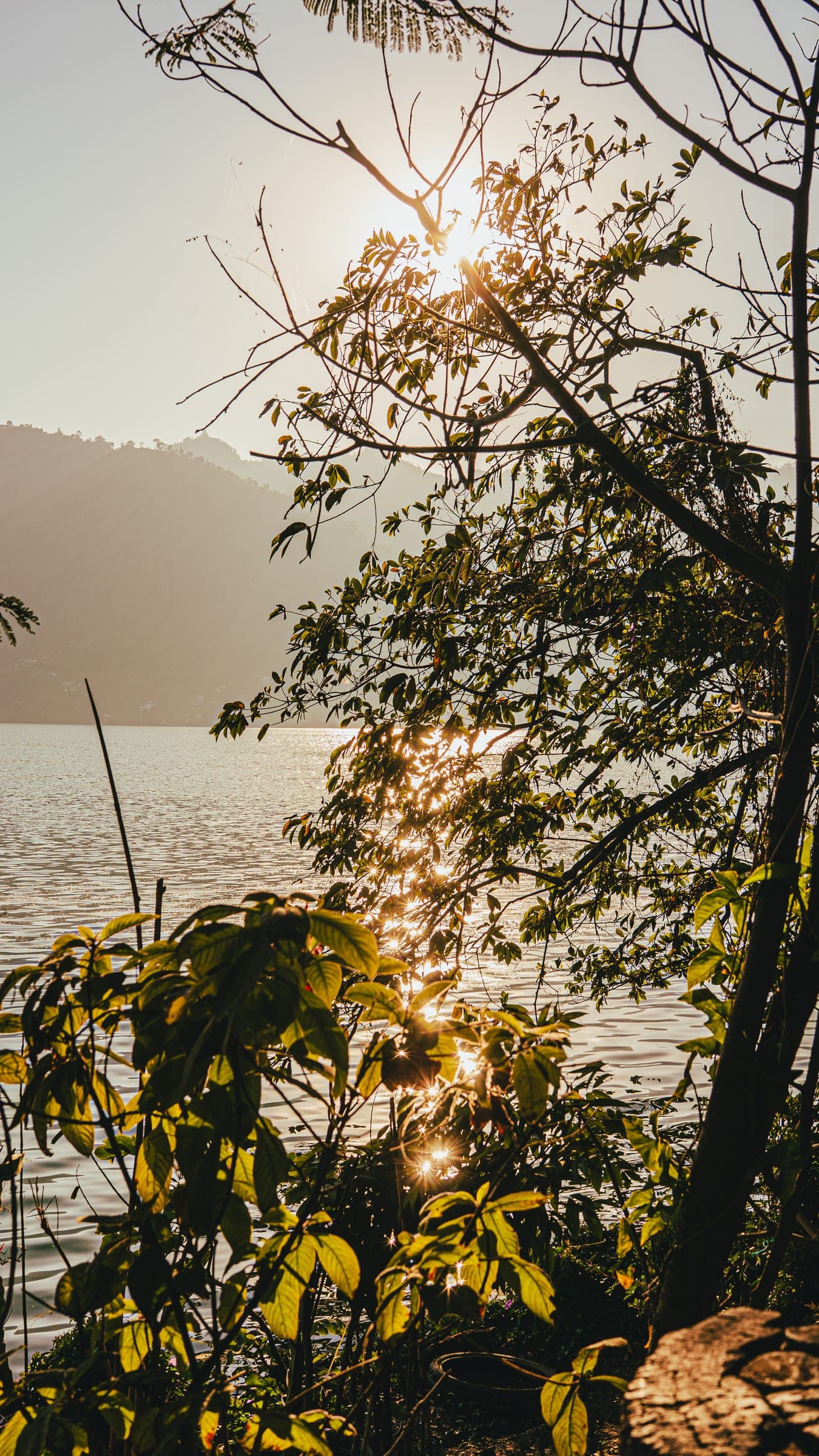 Sunburst through lakeside foliage with sparkle on the water