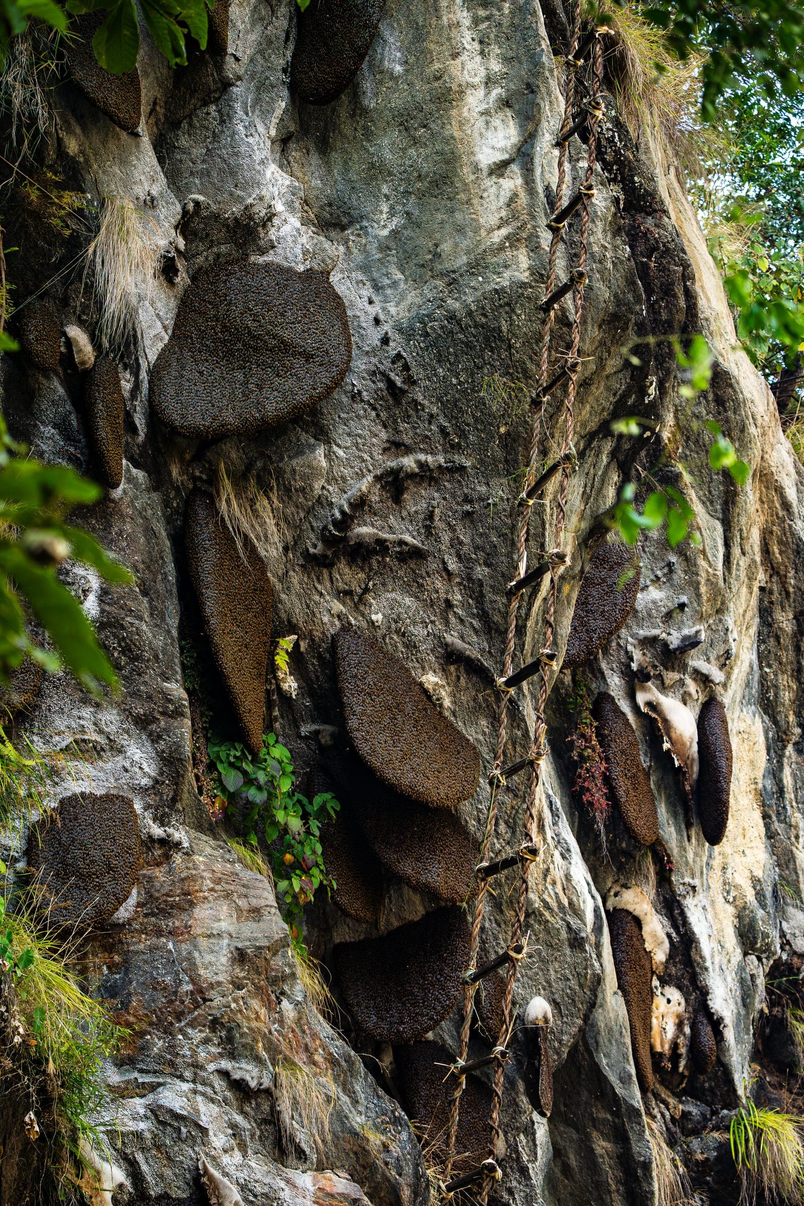 A handmade rope ladder hanging beside dark wild honeycombs on a cliff face