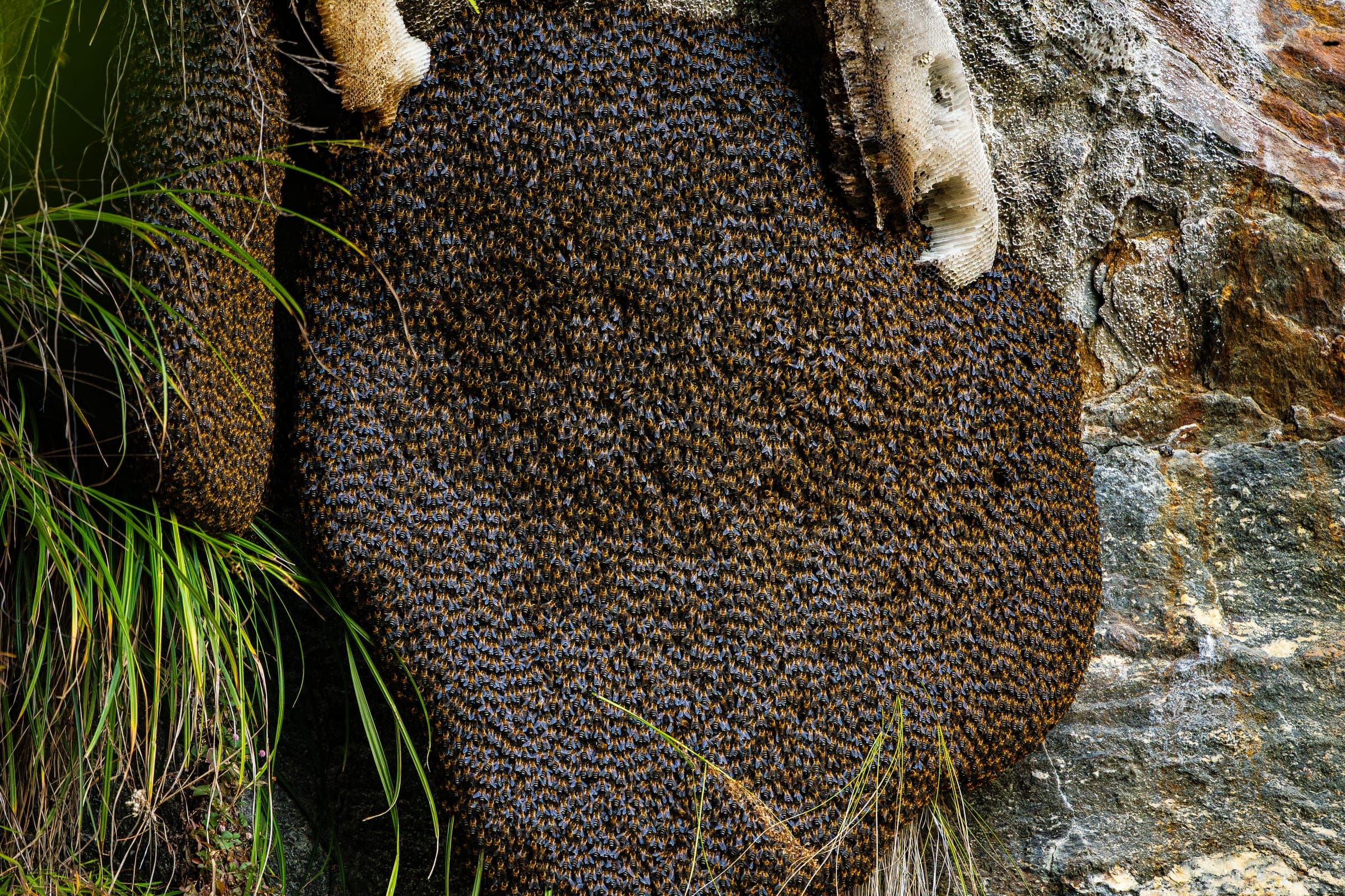 A dense colony of Himalayan giant honeybees covering a cliffside hive